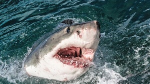 Hai-Alarm: Wie Influencer die Meeresbewohner zur Selbstverteidigung treiben