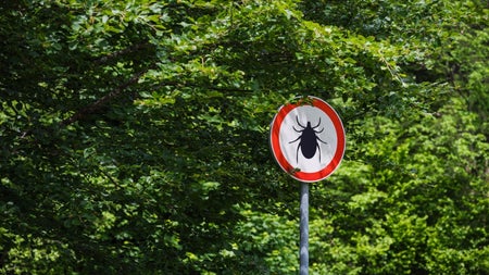 Vorsicht, tödlich! Warum Zecken diesen Forscher nicht beißen sollten