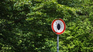 Vorsicht, tödlich! Warum Zecken diesen Forscher nicht beißen sollten