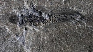 Dieses 500 Millionen Jahre alte Raubtier hatte 3 Augen und Kiemen am Hinterteil