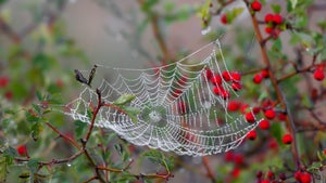 Er leuchtet rot: Warum Forschende einen Spinnenfaden verändert haben