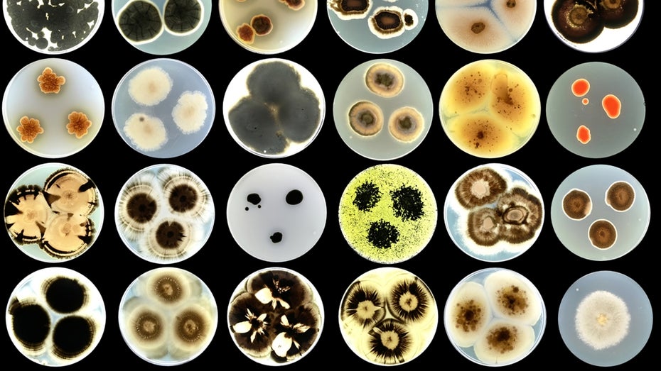 Pilze und Algen erwünscht: Eine neue Farbe soll Hauswänden 3 nachhaltige Eigenschaften verleihen