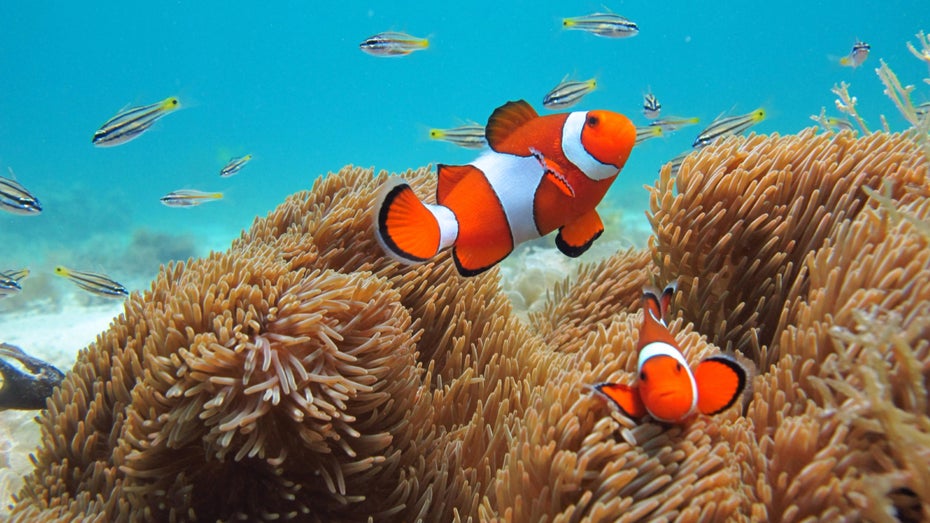 iOS 26: Was ein Clownfisch mit dem iPhone 17 Air zu tun hat