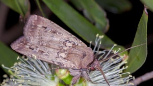 Milchstraße statt GPS: Wie Insekten den Kosmos zur Orientierung nutzen