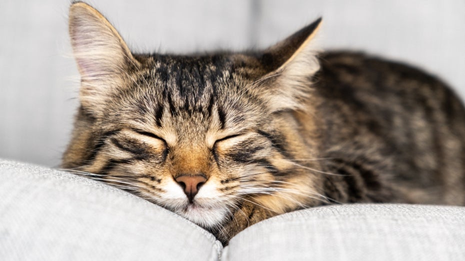 Schlafende Katzen: Süß, aber für KI-Sprachmodelle extrem verwirrend. (Foto: Garna Zarina/Shutterstock) „Cat Attack“: Wie Katzen-Content KI-Modelle ins Straucheln bringt