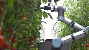 „Wir gestalten Nutzpflanzen neu”: Forscher entwickeln Blüten für die Bestäubung mit Robotern