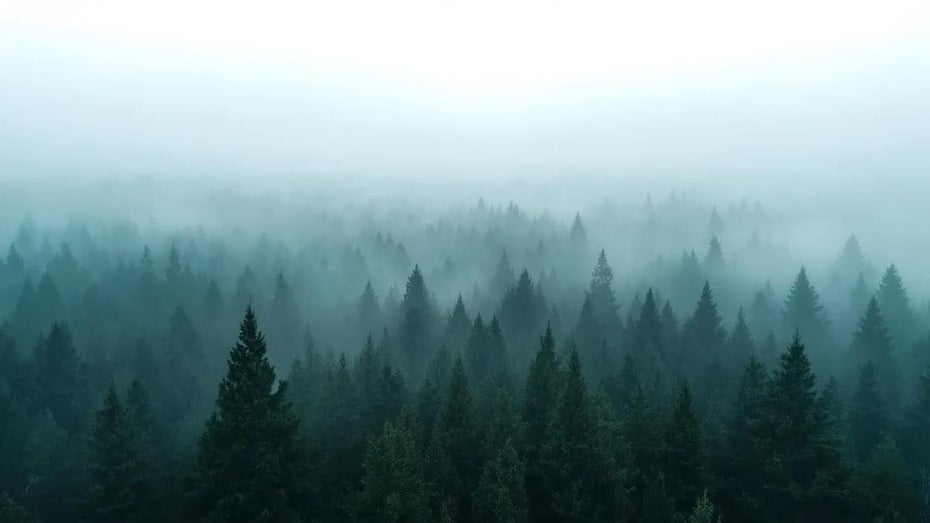 Black Forest Labs Bild-KI