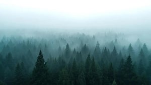 Geschönte CO₂-Bilanz? Wie Tech-Konzerne mit fragwürdiger Klimatechnik ihre Emissionen ausgleichen