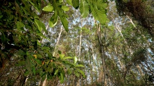 Klimaschutz oder Greenwashing? Warum Apples Baum-Projekt in Brasilien für Streit sorgt