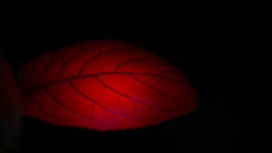 Sie leuchten rot: Wie Pflanzen ihren Stress mitteilen – und so beim Klimaschutz helfen