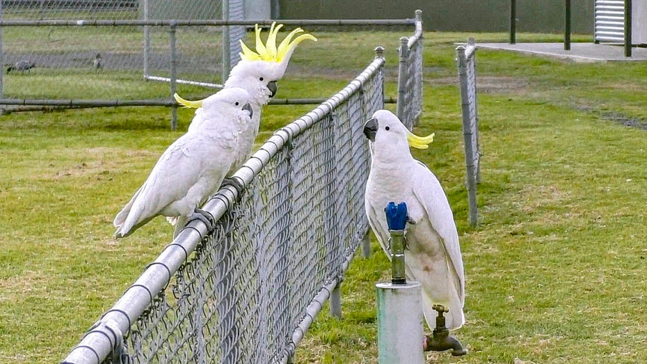 Tierische vs. menschliche Intelligenz: Sind wir wirklich so überlegen, wie wir denken?