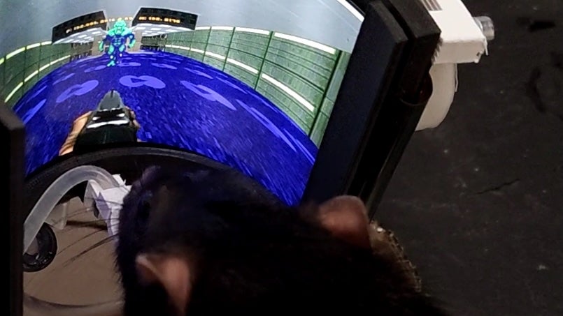 Ratten, die Doom spielen: Nach einem Hardware-Update können die Nager jetzt auch schießen