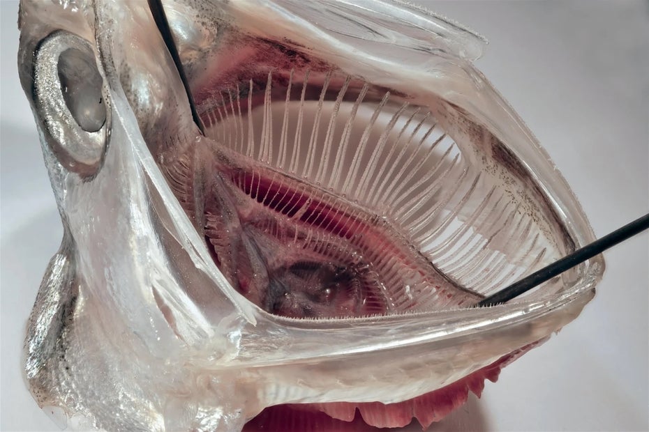 Washing machine filter modeled on fish retains 99 percent of microplastics