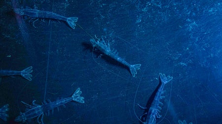 „Spitzengarnelen für den Massenmarkt“: So will die größte Farm der Welt die Tiere züchten