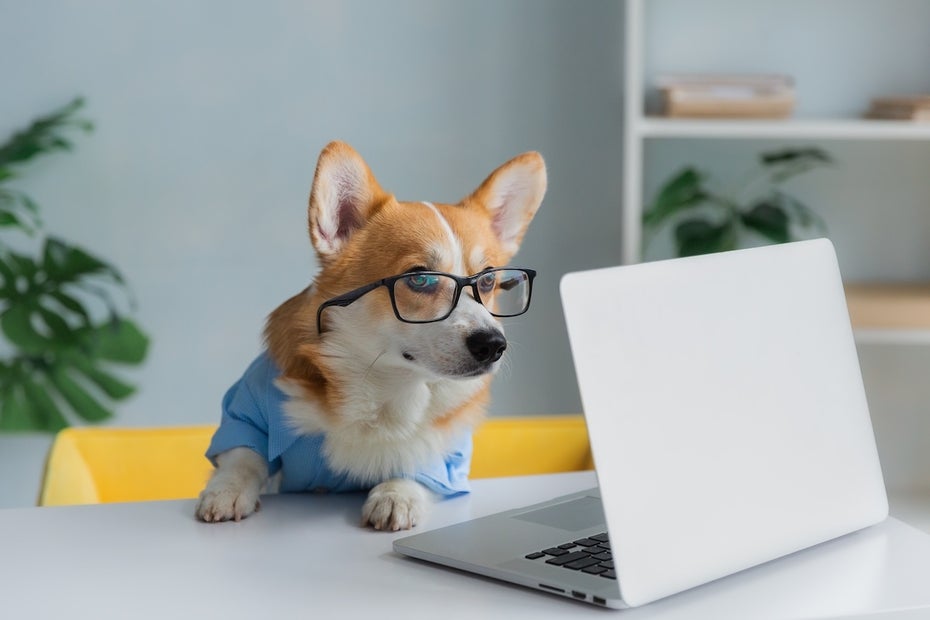 Vibe coding for four-legged friends: Dog invents video games - | the ...