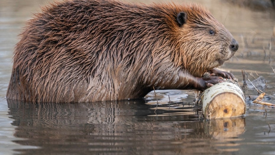 Studie zeigt: Biber werden plötzlich zu unterschätzten Klimaschützern
