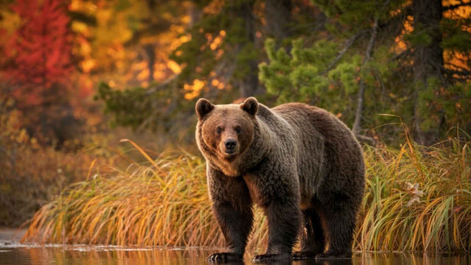 Aerial Stewardship in Grizzly Country