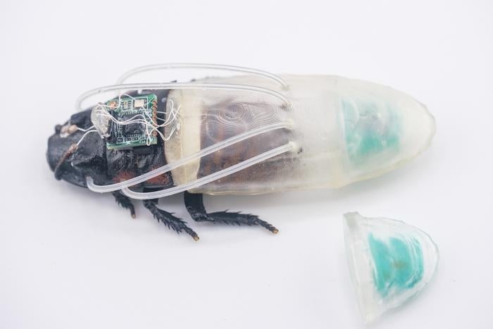 Drei Stunden unter Wasser: Wie Forscher Kakerlaken zu Cyborg-Tauchern aufrüsten