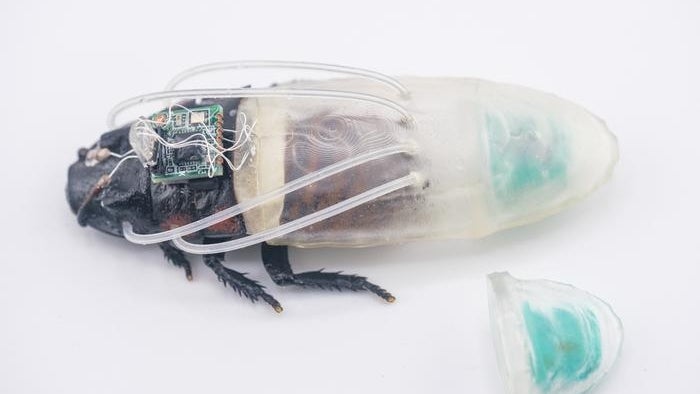 Bild: Drei Stunden unter Wasser: Wie Forscher Kakerlaken zu Cyborg-Tauchern aufrüsten
