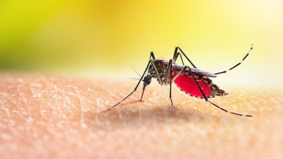 Statt Fliegenklatsche: So sollen Mini-Drohnen Mücken bekämpfen