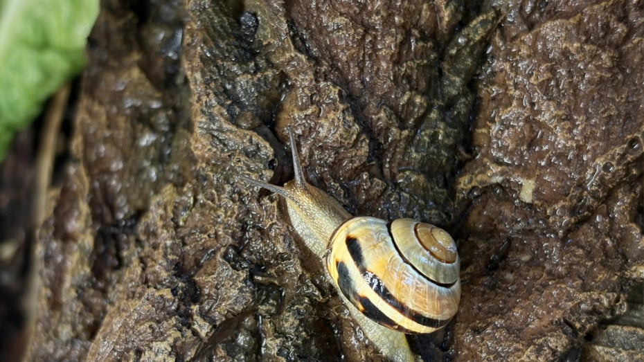 Bild: Vorbild Schneckenschleim: Forscher entschlüsseln faszinierendes Naturmaterial