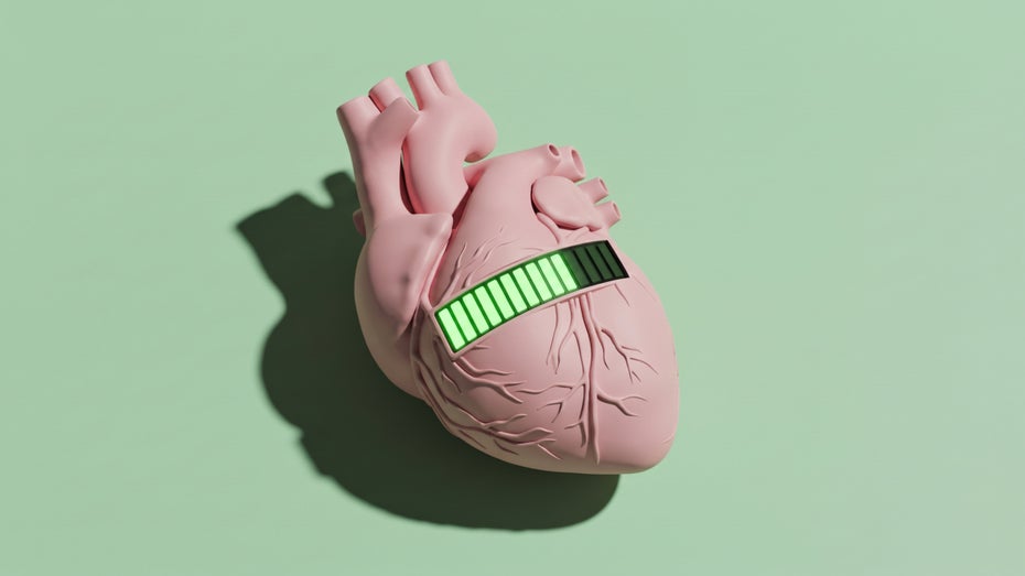 Immer wieder junge Organe? Warum eine Theorie der Longevity überholt sein könnte