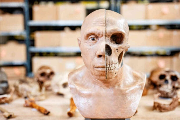 „Es gibt immer noch so viel Unsicherheit“: Die gängige Neandertaler-Theorie gerät ins Wanken