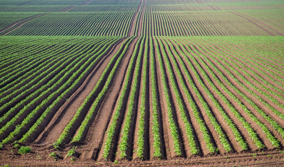 Ein grünes Feld mit braunem Boden ist zu sehen.