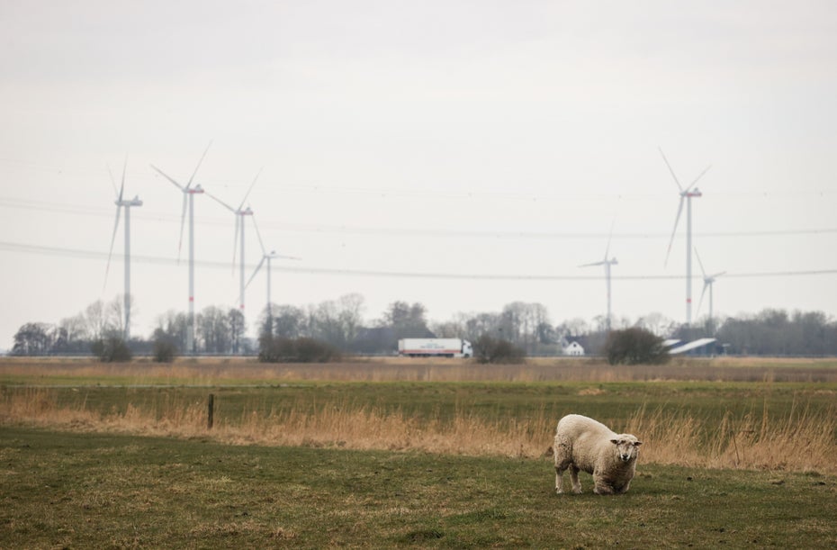 Ein Schaf steht auf einer Wiese, dahinter sind Windräder zu sehen.