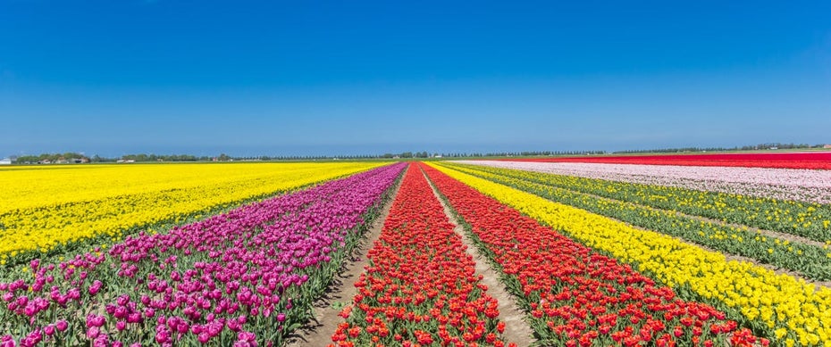 Tulpenfeld in der Niederlande