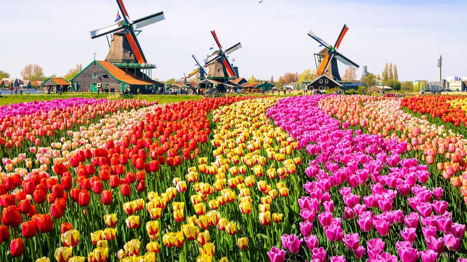 Tulpenbeeten in den Niederlanden